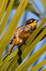 Tisserin baglafecht (Ploceus baglafecht) - Ethiopie