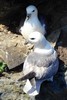 Northern Fulmar (Fulmarus glacialis) - Ireland