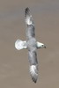 Fulmar boral (Fulmarus glacialis) - France