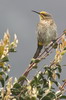 Promrops du Cap (Promerops cafer) - Afrique du Sud