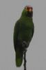 Red-lored Amazon (Amazona autumnalis) - Costa-Rica