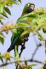 Aztec Parakeet (Eupsittula astec) - Costa-Rica