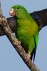 Orange-chinned Parakeet (Brotogeris jugularis) - Costa-Rica