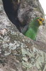 Perroquet  face jaune (Poicephalus flavifrons) - Ethiopie