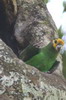 Perroquet  face jaune (Poicephalus flavifrons) - Ethiopie