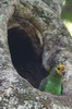 Perroquet  face jaune (Poicephalus flavifrons) - Ethiopie