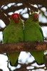 Insparable d'Abyssinie (Agapornis taranta) - Ethiopie