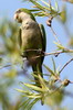 Conure veuve (Myiopsitta monachus) - Argentine