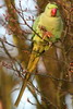 Perruche  collier (Psittacula krameri) - France