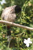 Bulbul  ventre rouge (Pycnonotus cafer) - Inde