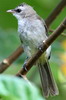 Bulbul goiavier (Pycnonotus goiavier) - Indonsie