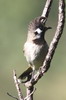 Bulbul  joues blanches (Pycnonotus leucogenys) - Npal