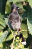 Bulbul  ventre rouge (Pycnonotus cafer) - Npal