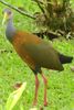 Grey-necked Wood-rail (Aramides cajaneus) - Costa-Rica