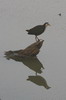 Rle  poitrine blanche (Amaurornis phoenicurus) - Inde