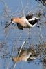 American Avocet (Recurvirostra americana) - United States
