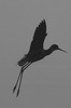 Echasse blanche (Himantopus himantopus) - Ethiopie