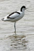 Avocette lgante (Recurvirostra avosetta) - France