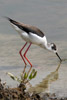 Echasse blanche (Himantopus himantopus) - France