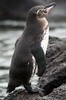 Manchot des Galapagos (Spheniscus mendiculus) - Iles Galapagos
