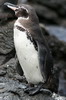 Manchot des Galapagos (Spheniscus mendiculus) - Iles Galapagos