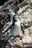 Manchot des Galapagos (Spheniscus mendiculus) - Iles Galapagos