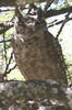 Grand-duc du Sahel (Bubo cinerascens) - Ethiopie