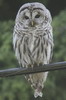 Chouette raye (Strix varia) - Canada