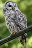 Chouette raye (Strix varia) - Canada
