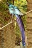 Long-tailed Glossy Starling (Lamprotornis caudatus) - Senegal