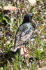 Common Starling (Sturnus vulgaris) - France