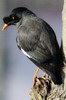 Martin forestier (Acridotheres fuscus) - Npal
