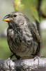 Gospize  bec moyen (Geospiza fortis) - Iles Galapagos