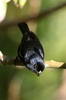 Prenoir ngrito (Pyrrhulagra nigra) - Cuba