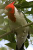Paroare hupp (Paroaria coronata) - Argentine