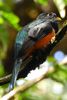 Collared Trogon (Trogon collaris) - Costa-Rica