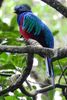 Resplendent Quetzal (Pharomachrus mocinno) - Costa-Rica