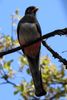 Elegant Trogon (Trogon elegans) - United States