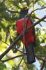 Trogon  queue noire (Trogon melanurus) - Prou