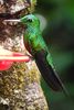 Green-crowned Brilliant (Heliodoxa jacula) - Costa-Rica