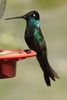 Magnificent Hummingbird (Eugenes fulgens) - United States