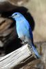 Mountain Bluebird (Sialia currucoides) - United States