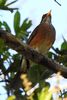 Rufous-backed Thrush (Turdus rufopalliatus) - Mexico