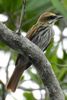 Northern Streaked Flycatcher (Myiodynastes maculatus) - Costa-Rica