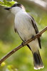 Tyran tte-police (Tyrannus caudifasciatus) - Cuba