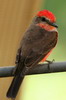 Moucherolle vermillon (Pyrocephalus rubinus) - Prou