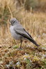 Dormilon gris (Muscisaxicola griseus) - Prou
