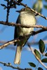 Caribbean Elaenia (Elaenia martinica) - Guadeloupe