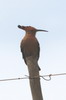 Huppe fascie (Upupa epops) - Afrique du Sud