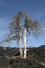 Sicile - Piano Provenzana - Arbre mort dans la coul�e de lave de 2002